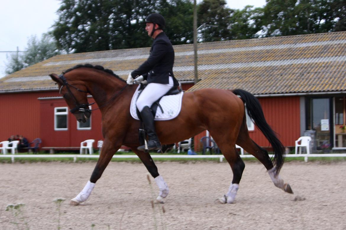 Dansk Varmblod Sky Ebony *Udlånt* billede 11