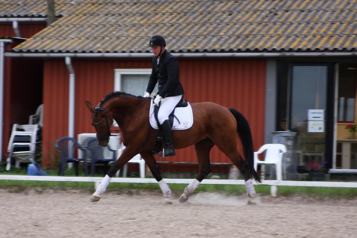 Dansk Varmblod Sky Ebony *Udlånt* billede 14