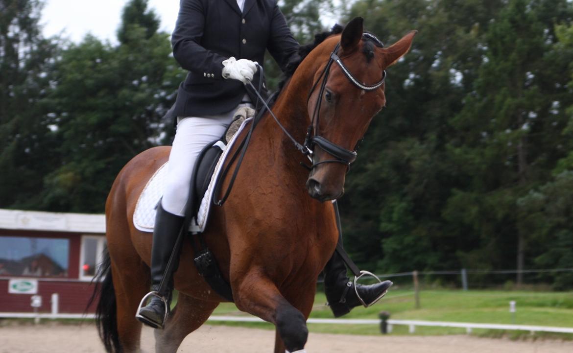 Dansk Varmblod Sky Ebony *Udlånt* billede 5