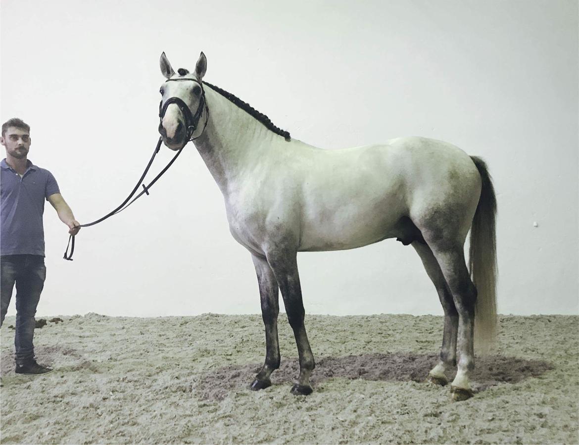 Lusitano Horaga billede 2