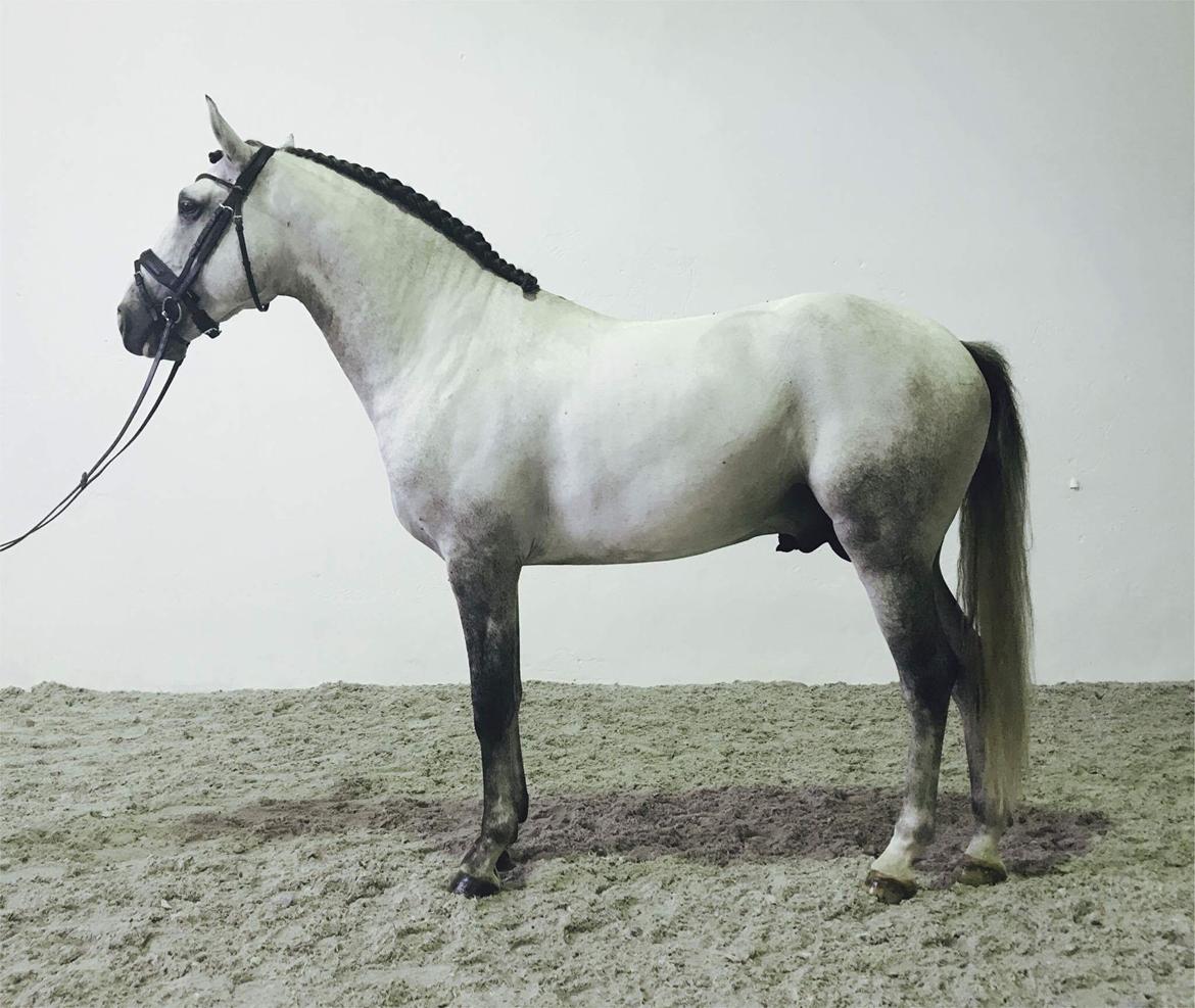 Lusitano Horaga billede 3