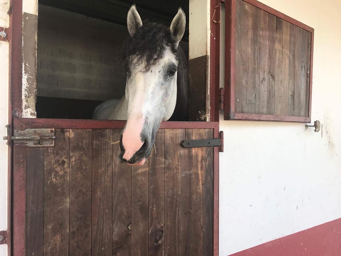 Lusitano Horaga billede 4