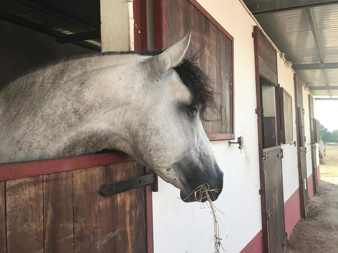 Lusitano Horaga billede 5