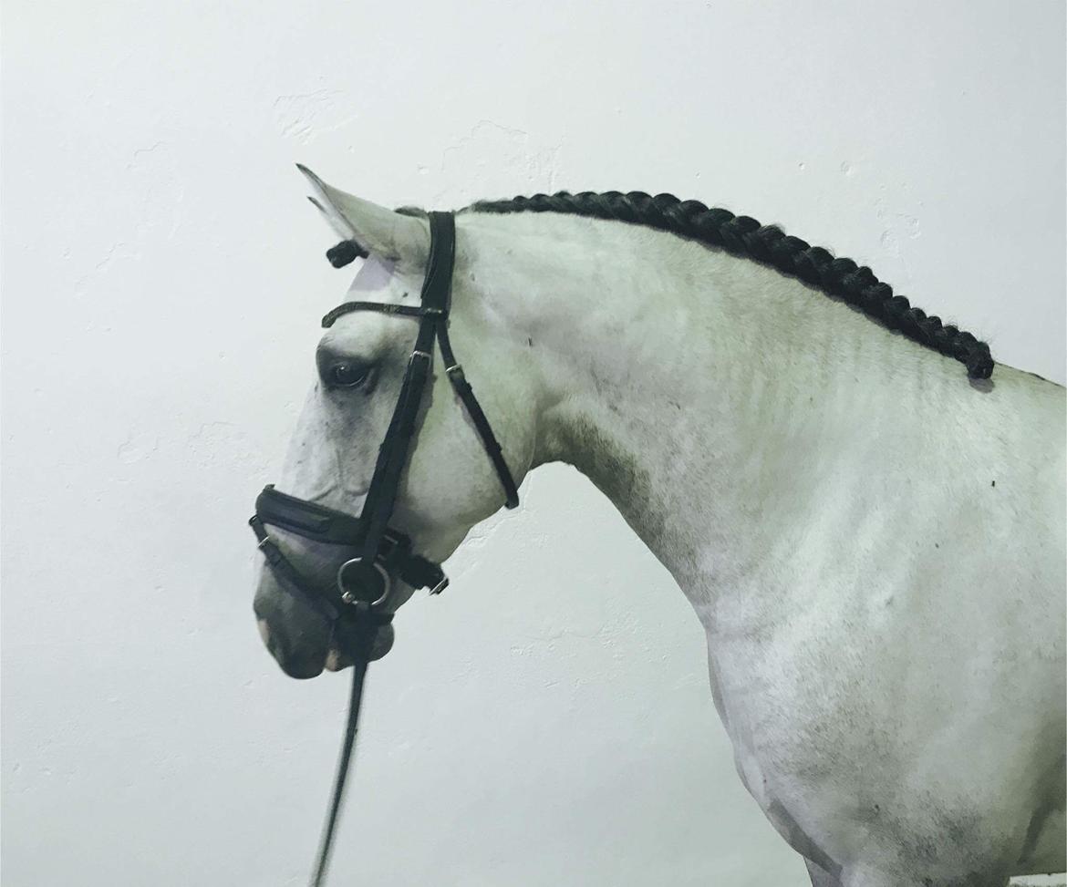 Lusitano Horaga billede 1