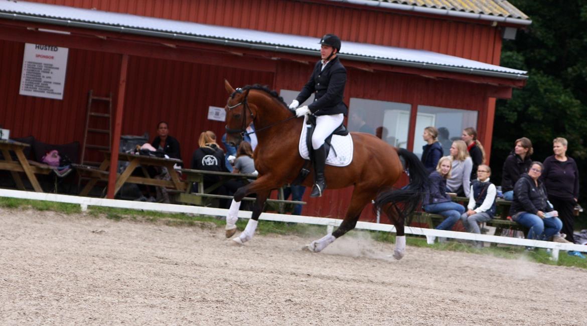 Dansk Varmblod Sky Ebony *Udlånt* billede 1