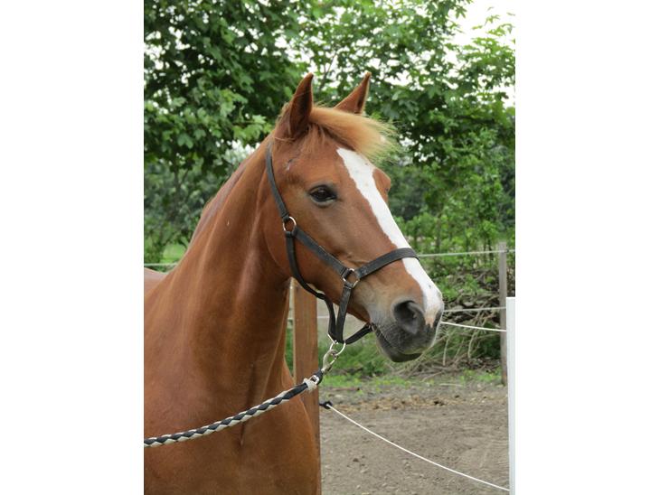 {{currentPhoto.altText}} billede {{currentPhoto.number}}