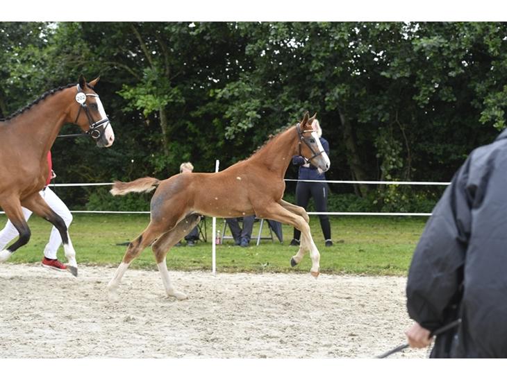 {{currentPhoto.altText}} billede {{currentPhoto.number}}