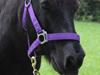 Shetlænder Tyson R.I.P