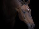 Trakehner M-speedy