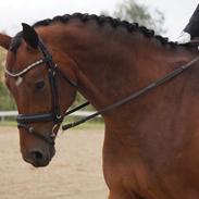 Tysk Oldenburger Zig det med Firfod