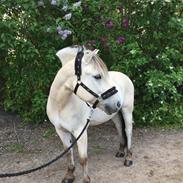 Fjordhest Tulstruplunds Benjamin