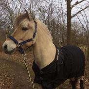 Fjordhest Cato frølunde