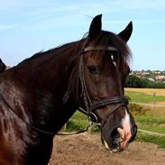 Welsh Cob (sec D) Sønderlyngs Archibal