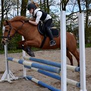 Anden særlig race Kashmir (Tøsen)