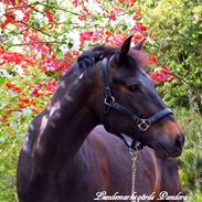 New Forest Lundemarksgårds Pandora Solgt