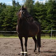 New Forest Lundemarksgårds Pandora Solgt