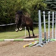 New Forest Lundemarksgårds Pandora Solgt