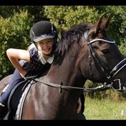 New Forest Lundemarksgårds Pandora Solgt