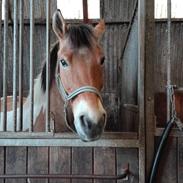 Anden særlig race Bonansa