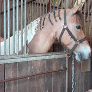 Anden særlig race Bonansa