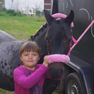 Welsh Mountain (sec A) Solbakkens Lullu