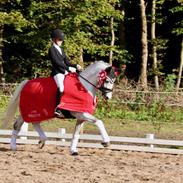 Svensk Sportspony  Uriah Heep A pony