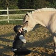 Fjordhest gershøjs ein