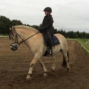 Fjordhest gershøjs ein