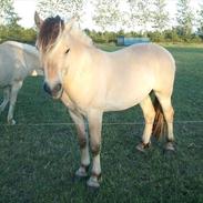 Fjordhest gershøjs ein