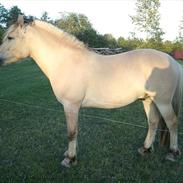 Fjordhest gershøjs ein