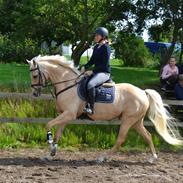 Palomino Rainbow Quickstep
