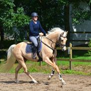 Palomino Rainbow Quickstep