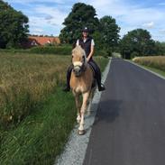 Haflinger Athæus mbm