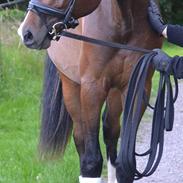 Dansk Varmblod Guldhøjs De Light