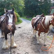 Irish Cob Lindes Zola