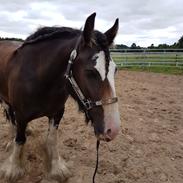 Irish Cob Lindes Zola