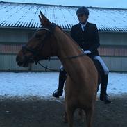 Dansk Varmblod Langagers Krack I Love It