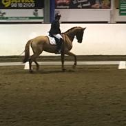 Dansk Varmblod Langagers Krack I Love It