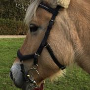 Fjordhest Knudehuse's Fie