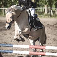 Fjordhest Knudehuse's Fie