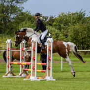 Anden særlig race Cutter's Cool Chelsey