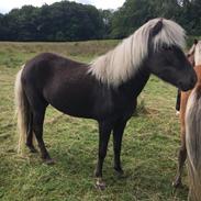 Islænder Prinsessa fra Enggaarden