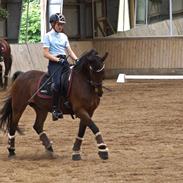 Hollandsk Sportspony HEART OF STONE