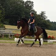 Hollandsk Sportspony HEART OF STONE