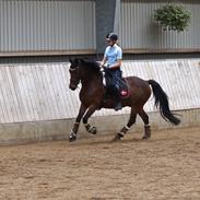 Hollandsk Sportspony HEART OF STONE