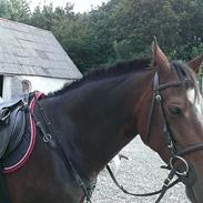 Anden særlig race Sitka