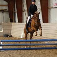 Anden særlig race Silas