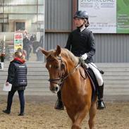 Anden særlig race Silas