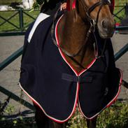 Hollandsk Varmblod Zikarla H