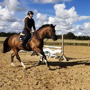 Dansk Varmblod Hot casey p